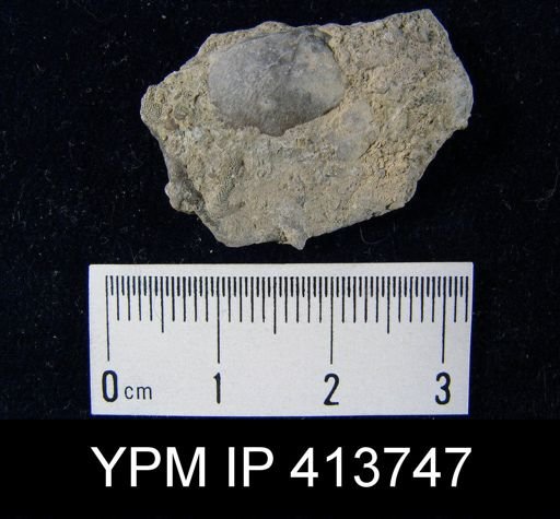 undet. Brachiopoda
