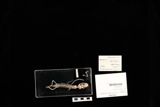 Gekko gecko
