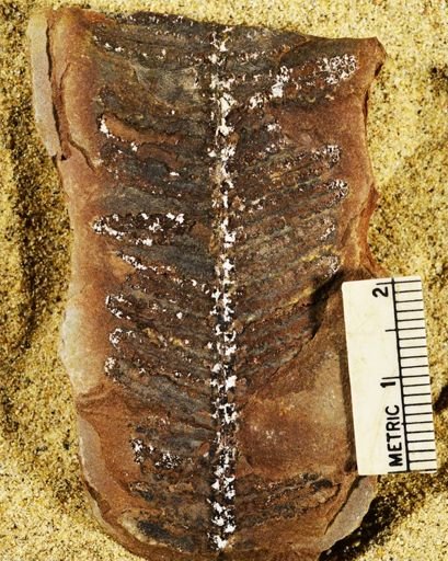 Pecopteris sp.