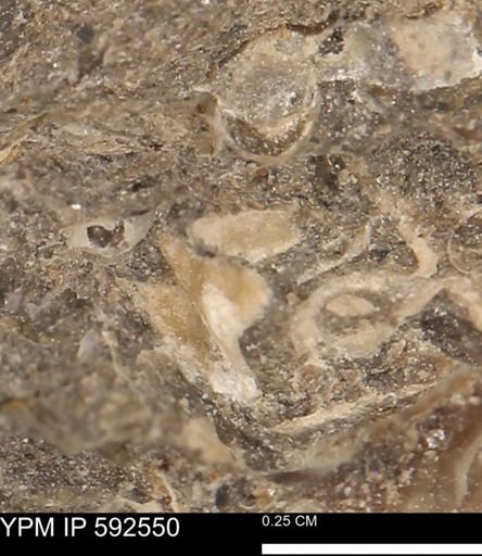 undet. Mollusca