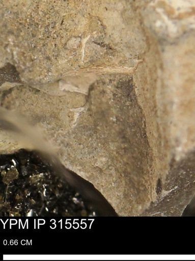 Mollusca