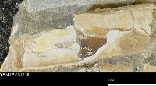 Baculites sp.