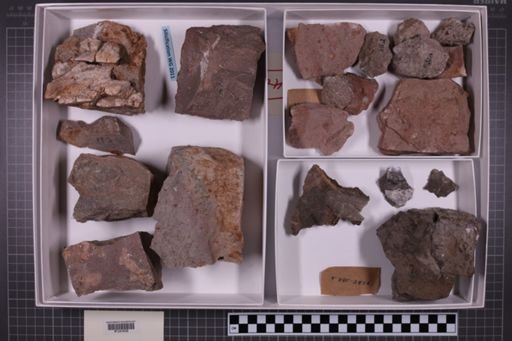 mixed taxa, stratigraphic collection
