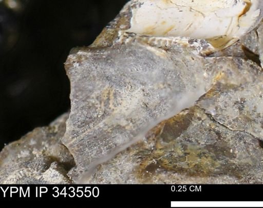 undet. Bivalvia