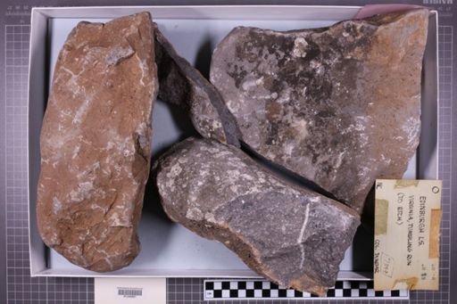 mixed taxa, stratigraphic collection