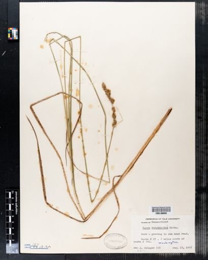 Carex