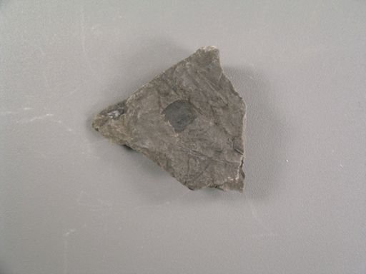 Sigillaria minuta
