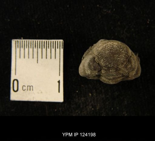 Phacops rana