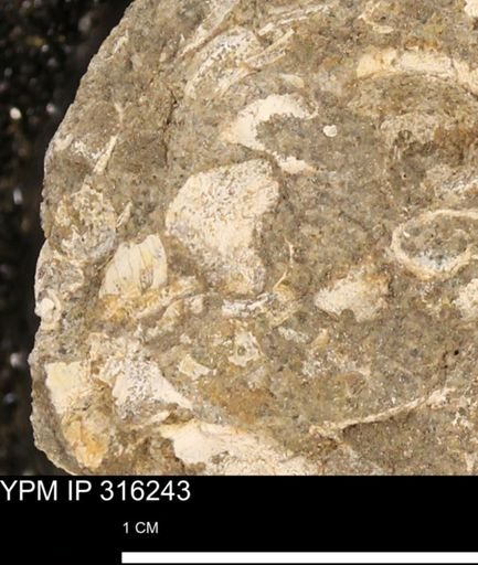undet. Mollusca