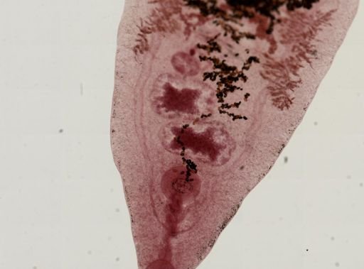 Dicrocoelium dendriticum