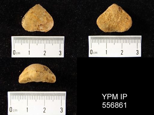 Eatonia medialis