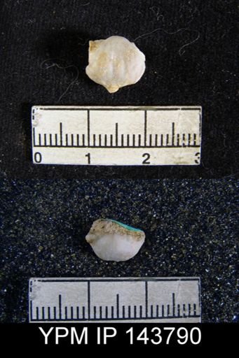 Chonetella nasuta