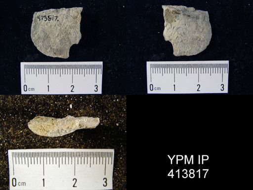 Schuchertella?