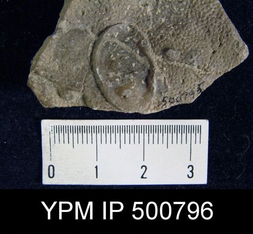 Davidsonia verneuili