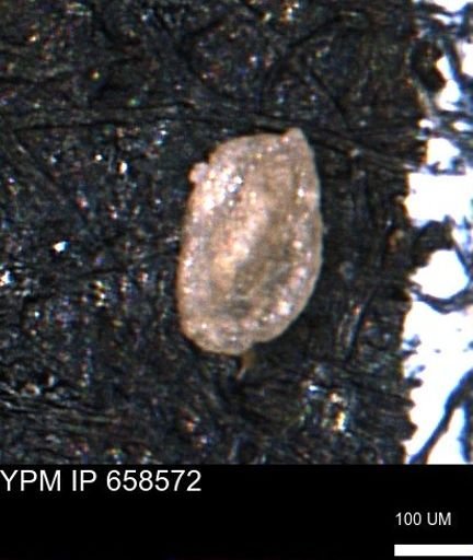 Miliammina sp.