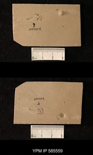 undet. Tipulidae