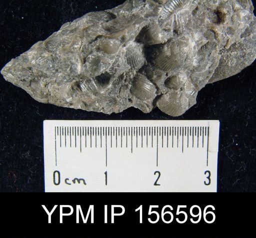 Zygospira recurvirostra