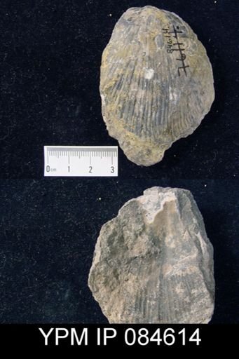 Stricklandia gaspeensis