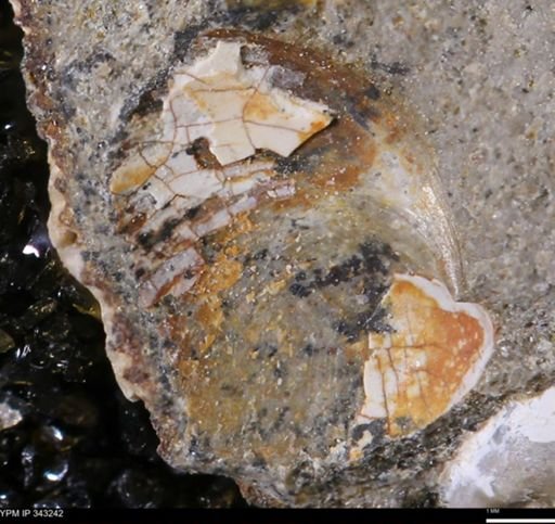 undet. Bivalvia