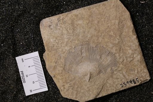 Orthotetida
