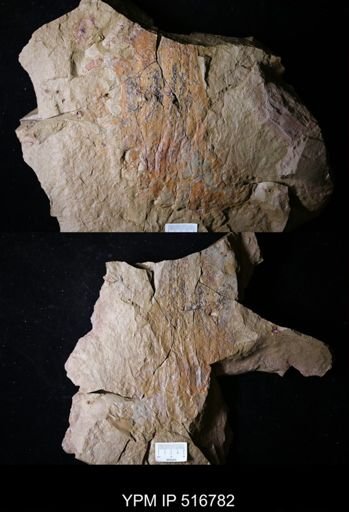 undet. Hurdiidae