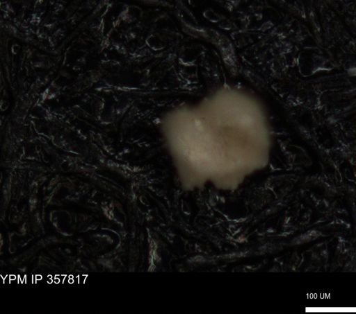 undet. Foraminiferida