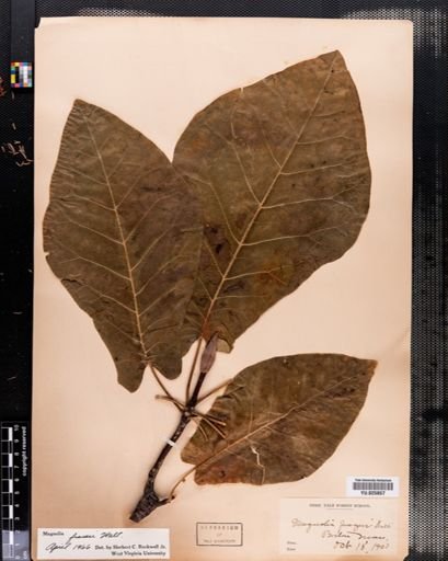 Magnolia fraseri