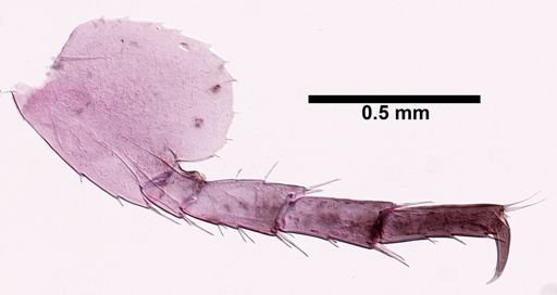 Hyalella cf. azteca