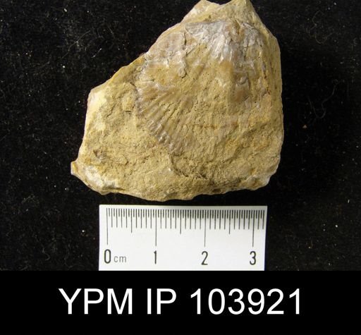 Orthostrophia strophomenoides