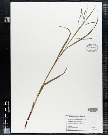 Carex gracillima