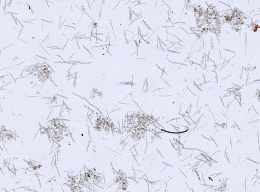 Haliclona sp.