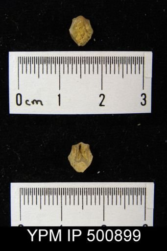 Isorthis arcuaria