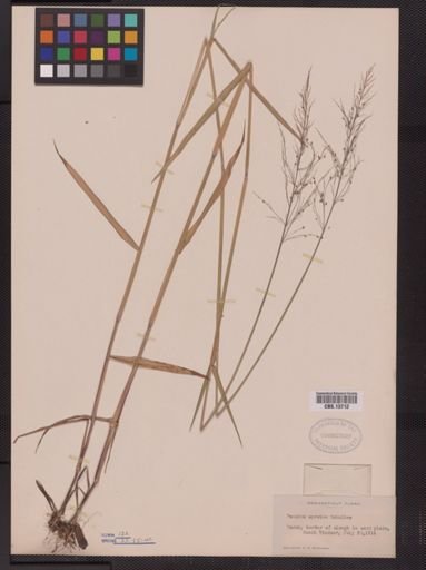 Panicum spretum