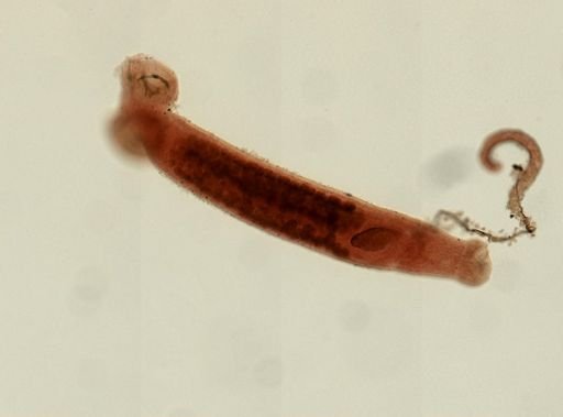 Sphyranura osleri