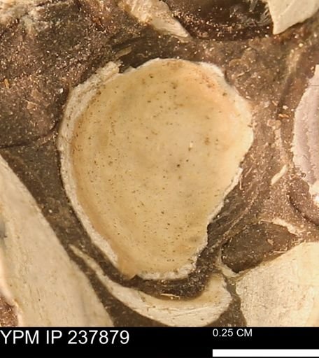 Limopsis striatopunctatus