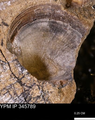undet. Bivalvia