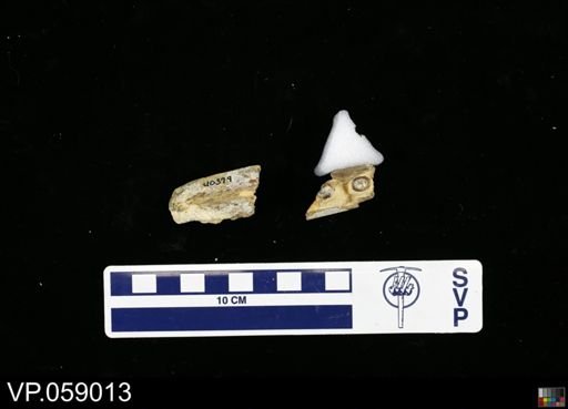 undet. Mosasauridae
