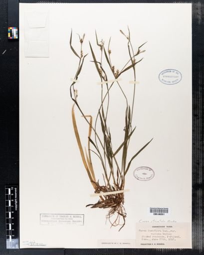 Plantae