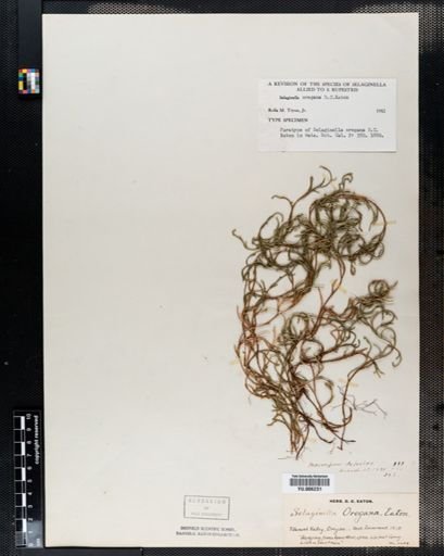 Selaginella