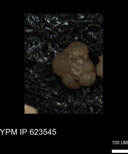 undet. Globigerinina