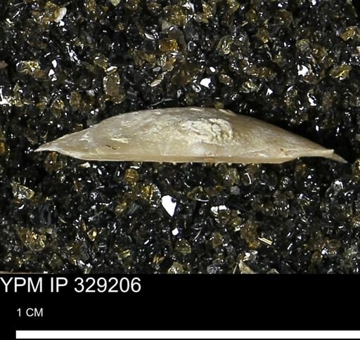 Pholidostrophia iowaensis