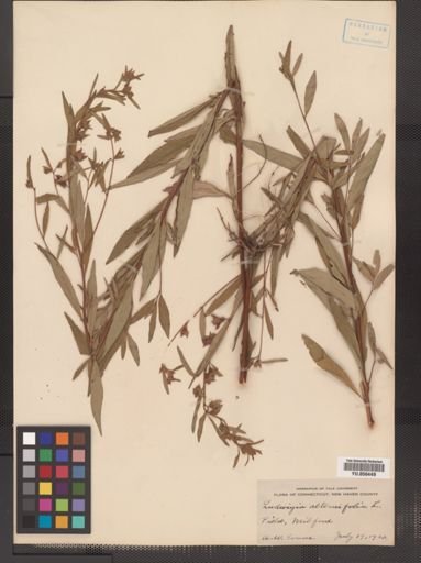 Ludwigia alternifolia
