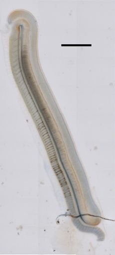 Resomia ornicephala