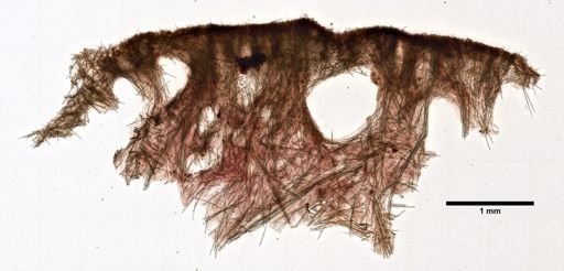 Hymeniacidon heliophila