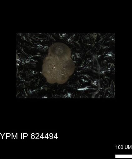 undet. Foraminiferida