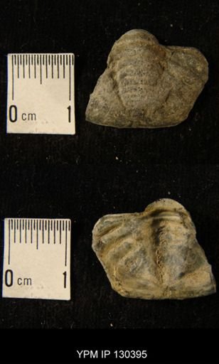 Phacops rana