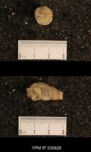 Meekospira peracuta choctawensis