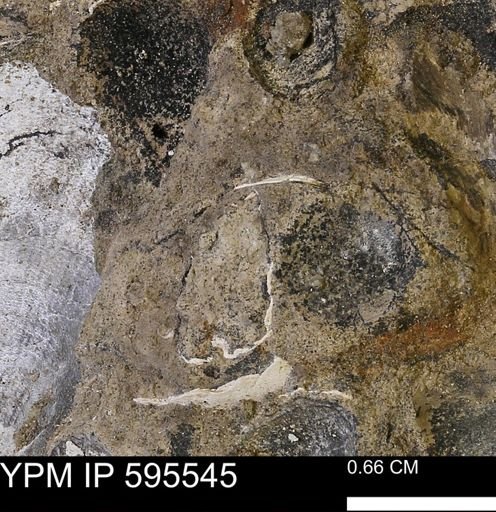 Protocardia sp.