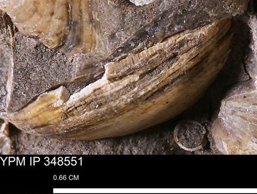Limopsis striatopunctatus