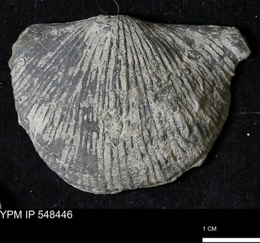 Stropheodonta kemperi